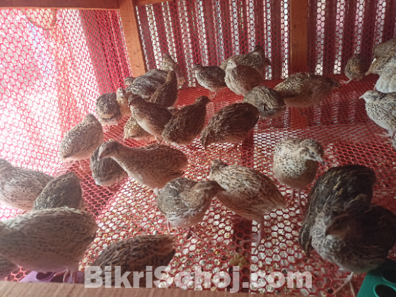 কয়েল পাখি